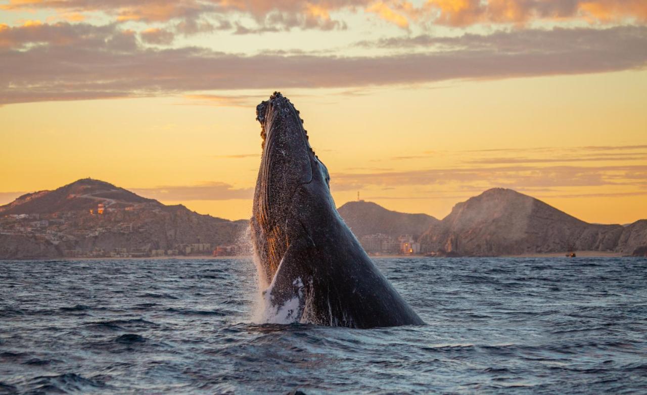 Marquis Cabos, An - Inclusive, Adults - Only & No Timeshare 5*