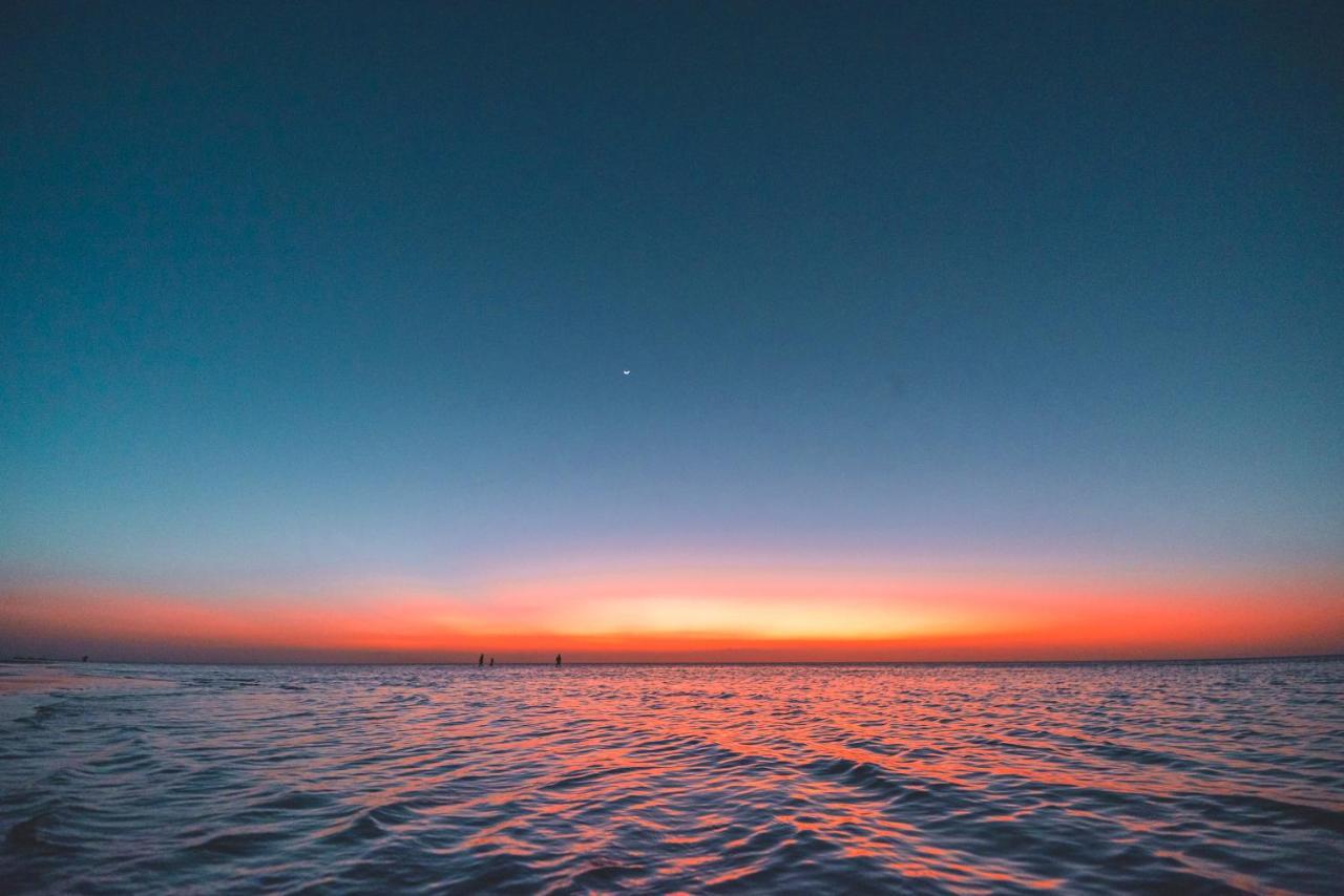 Tiburon Isla Holbox