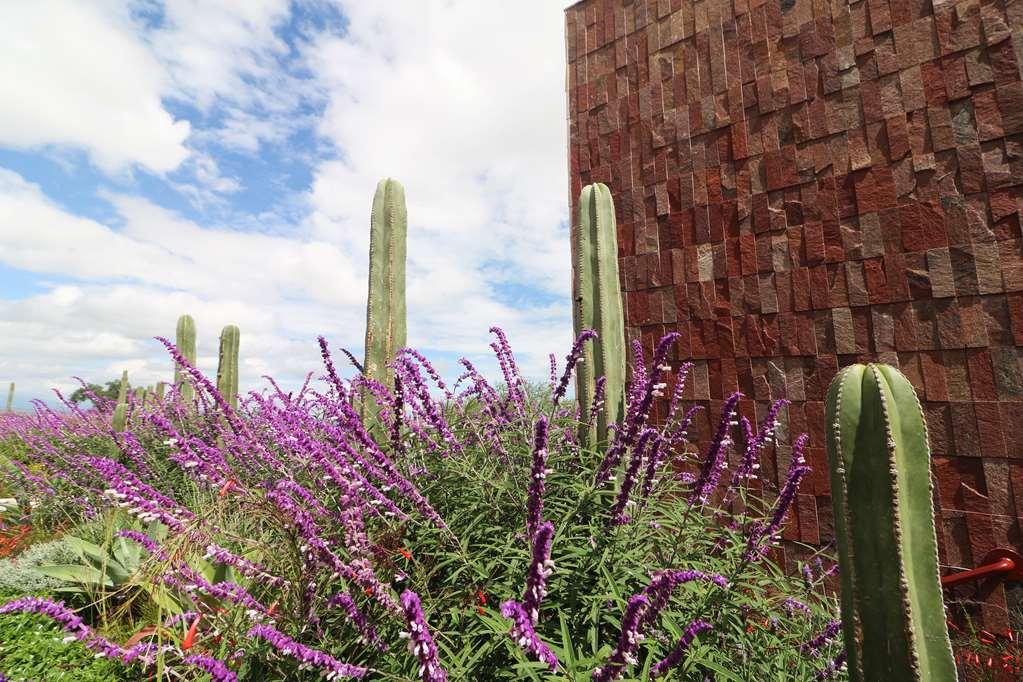Hotel Albor Tapestry Collection By Hilton San Miguel de Allende