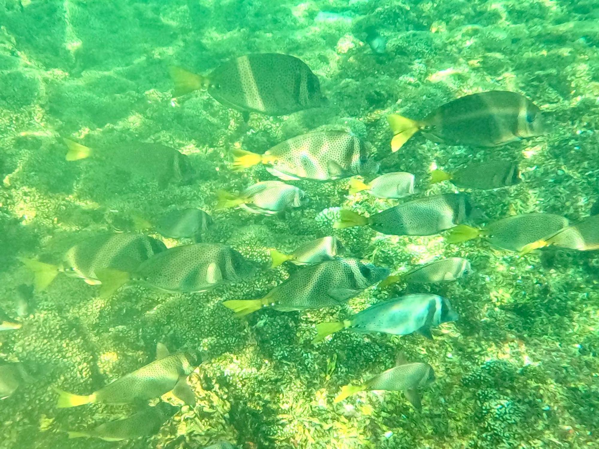 Agua Azul La 2*