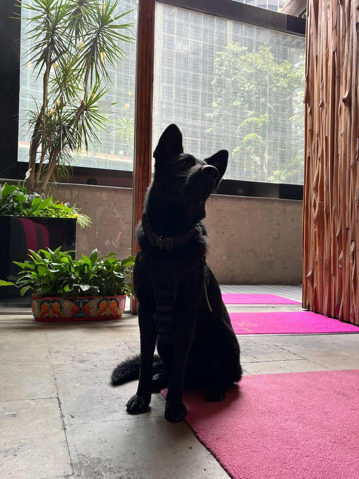Hotel Campos Eliseos Mexico City