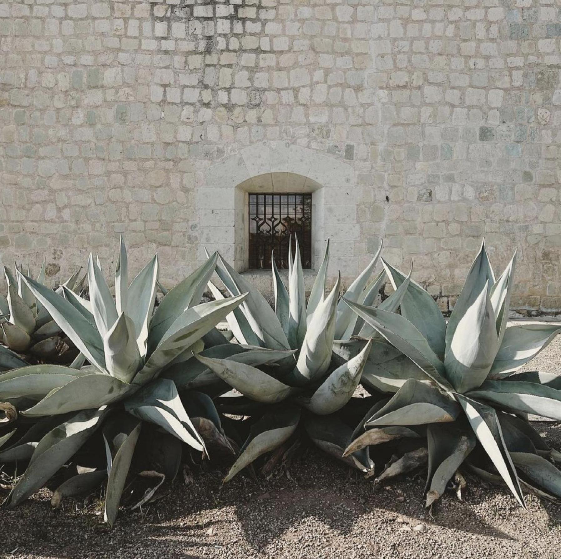 Casa Bonita & Cocina Oaxaca