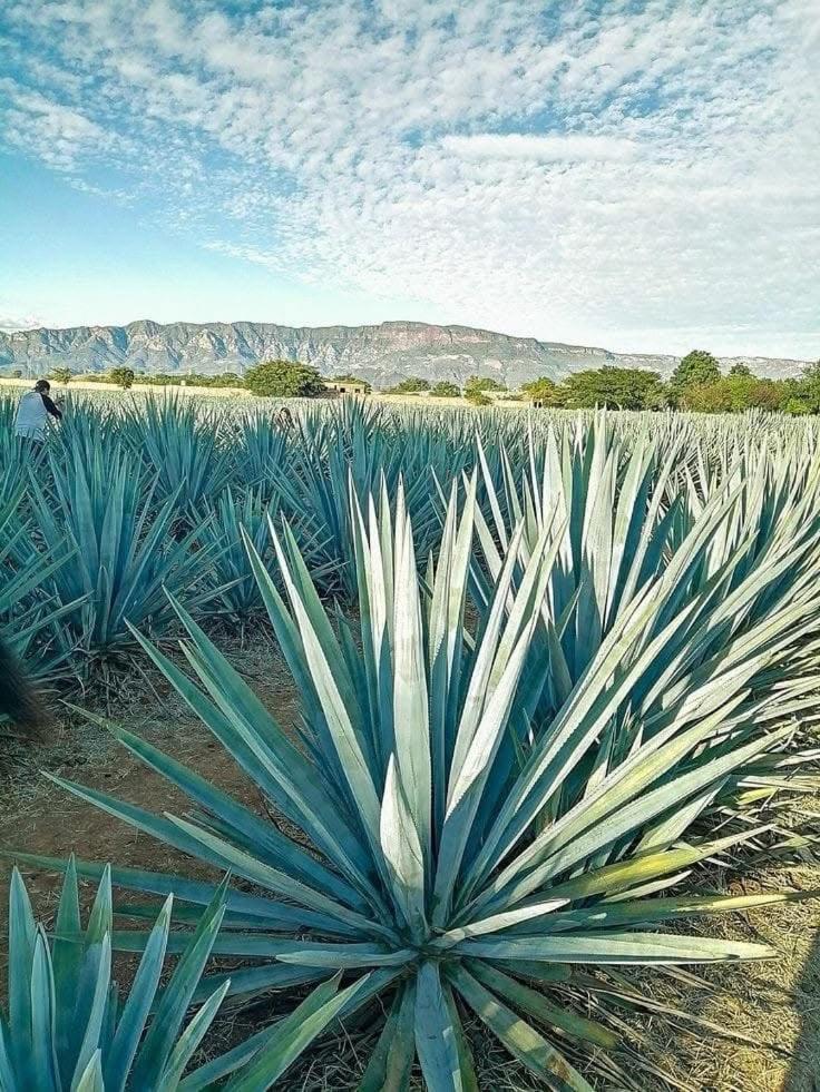 De Montana Monte Agave