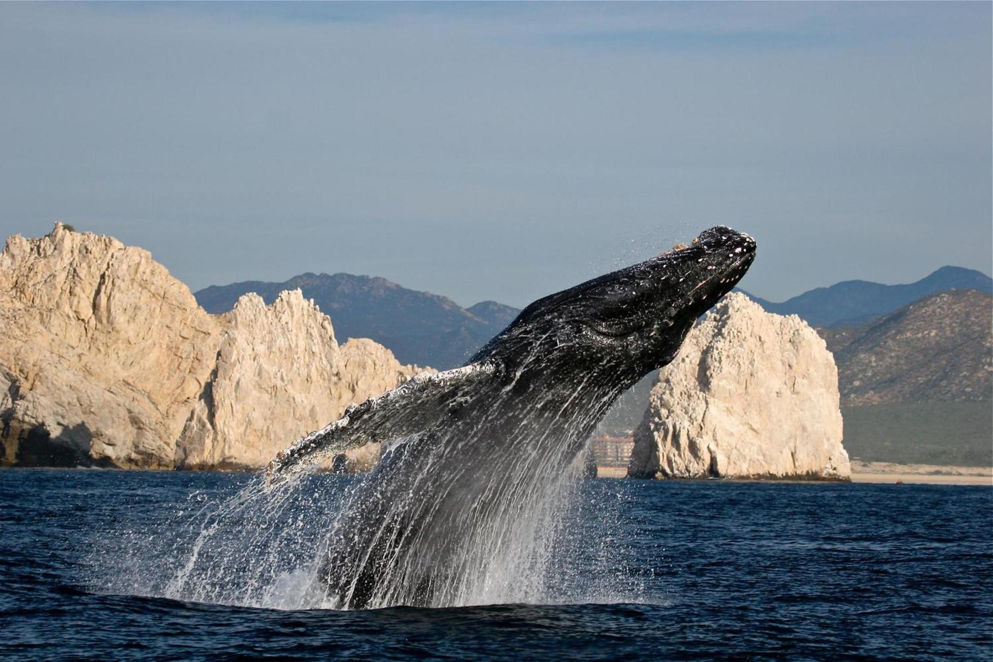 Hotel Park Hyatt Cabos At Cabo Del Sol 4*