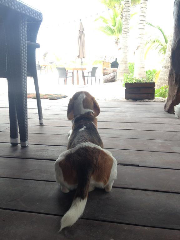 Casa Iguana - Beachfront