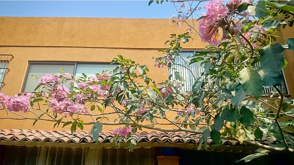 Orchidelirium Casa Hotel & Salud Estetica Cuernavaca
