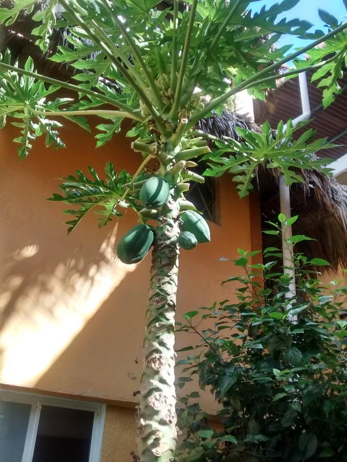 Hotel Papaya Surf 3*