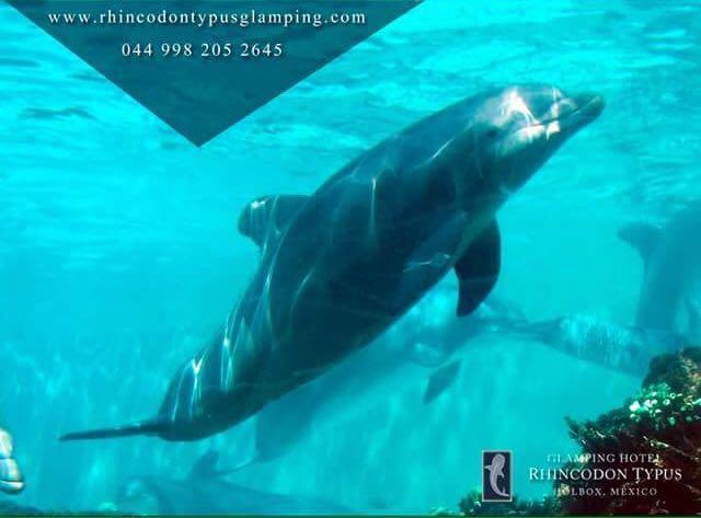 Rhincodon Typus Isla Holbox