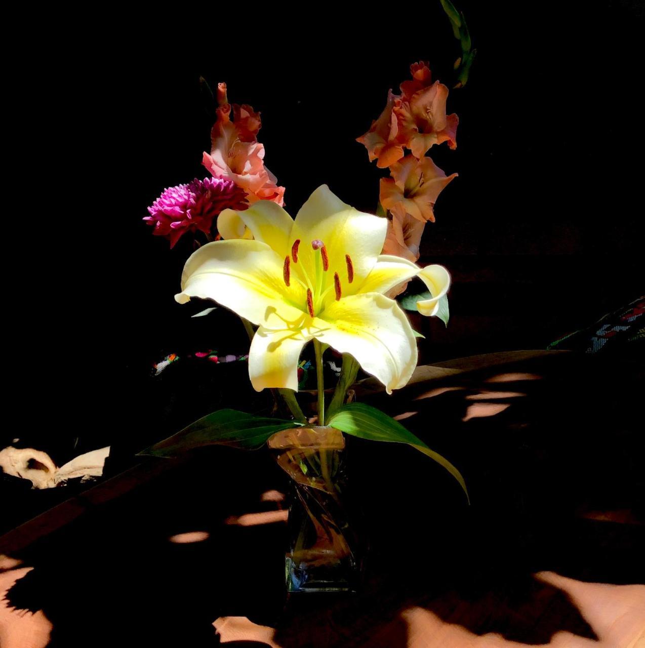 Ananda Yoga & Meditacion