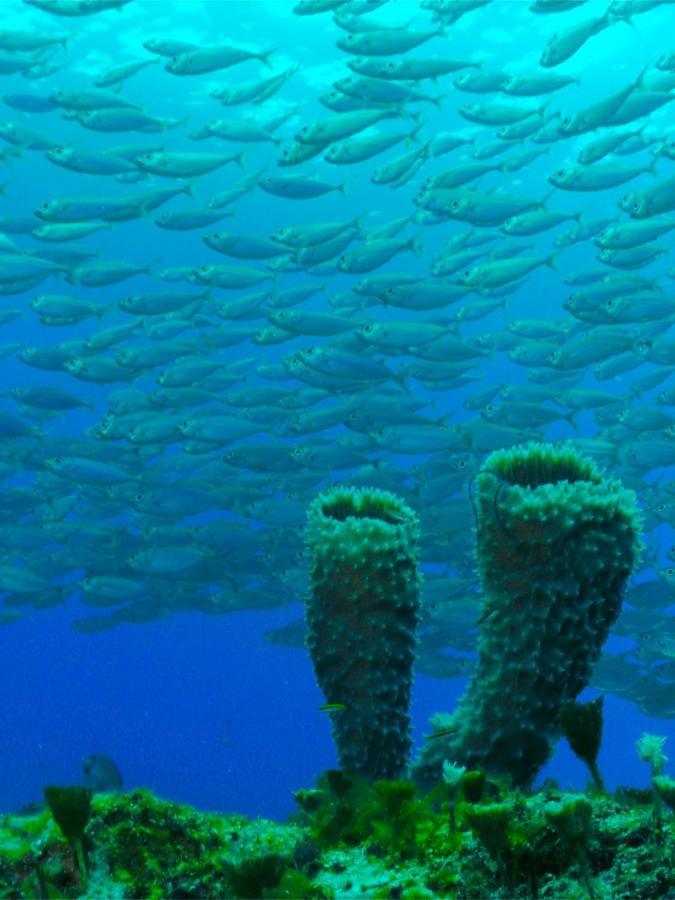 El Cozumeleno