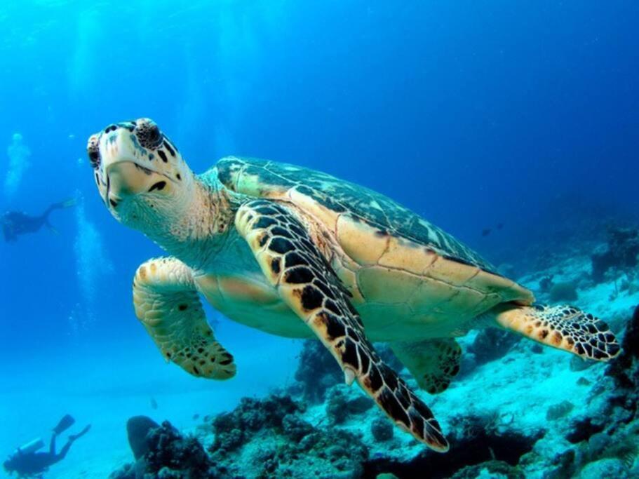 Tortuga Azul Private Terrace Rooftop Pool W Bbq Access 11 Pools Free Club Apartment Akumal