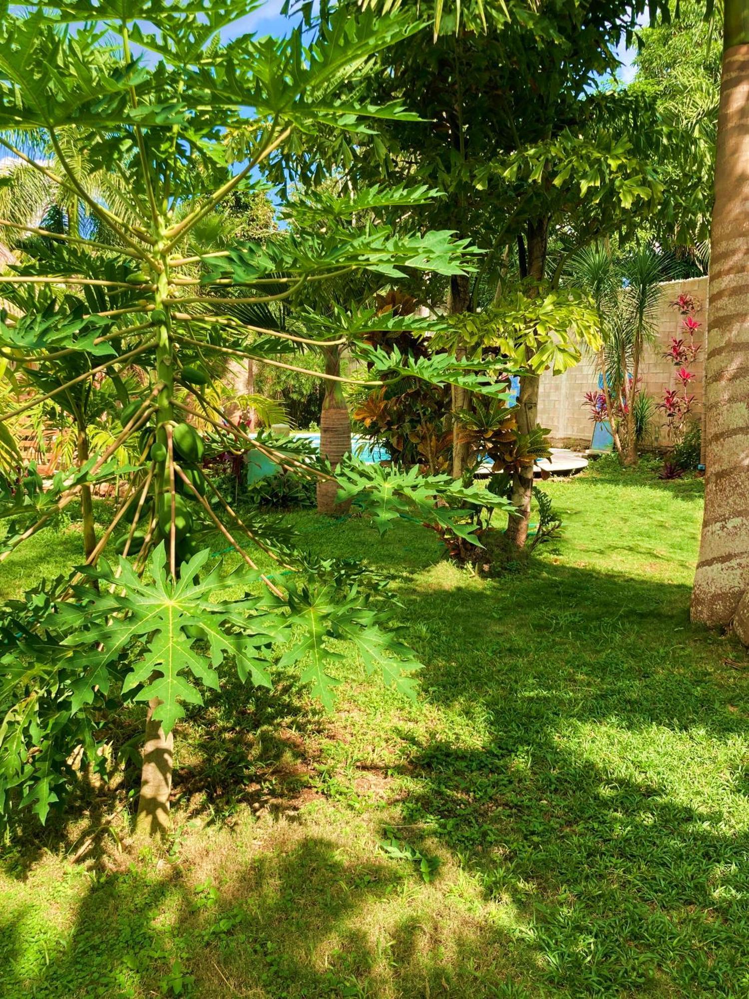 Paradise Apartment