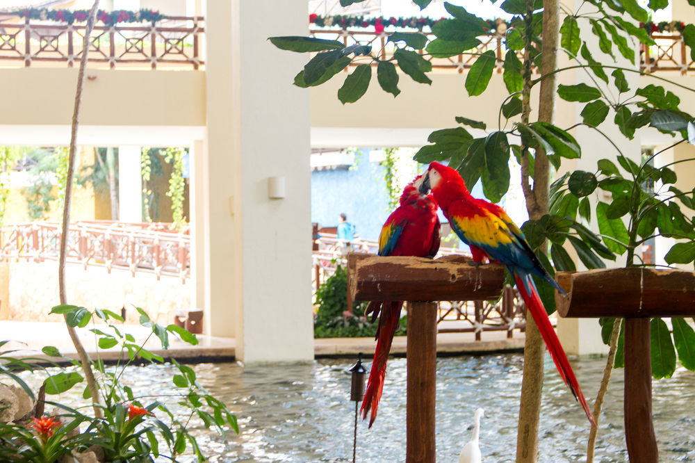 Occidental At Xcaret Destination 5* Playa del Carmen