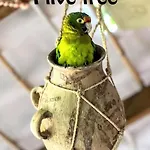 Posada Olivo