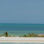Coccoloba