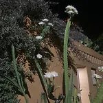 La Loma Linda, Bungalows, Yoga And Feldenkrais, Starlink Internet