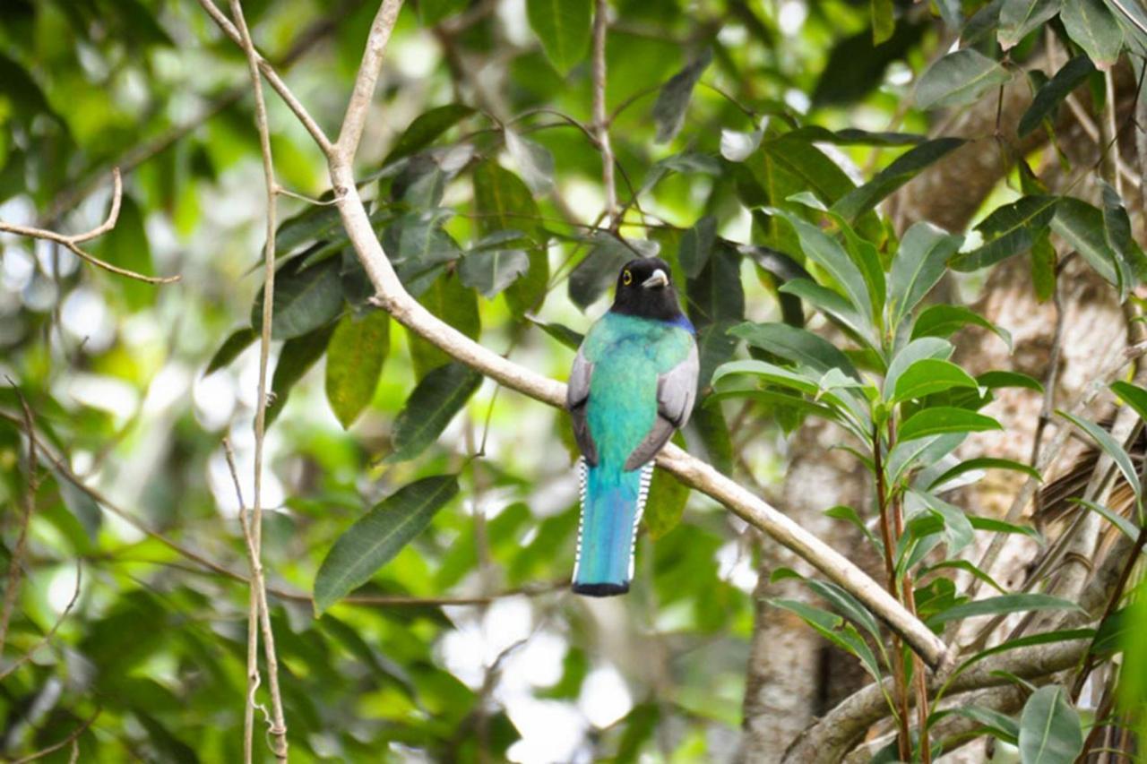 Hotel Jolie Jungle Eco (adults Only) Leona Vicario