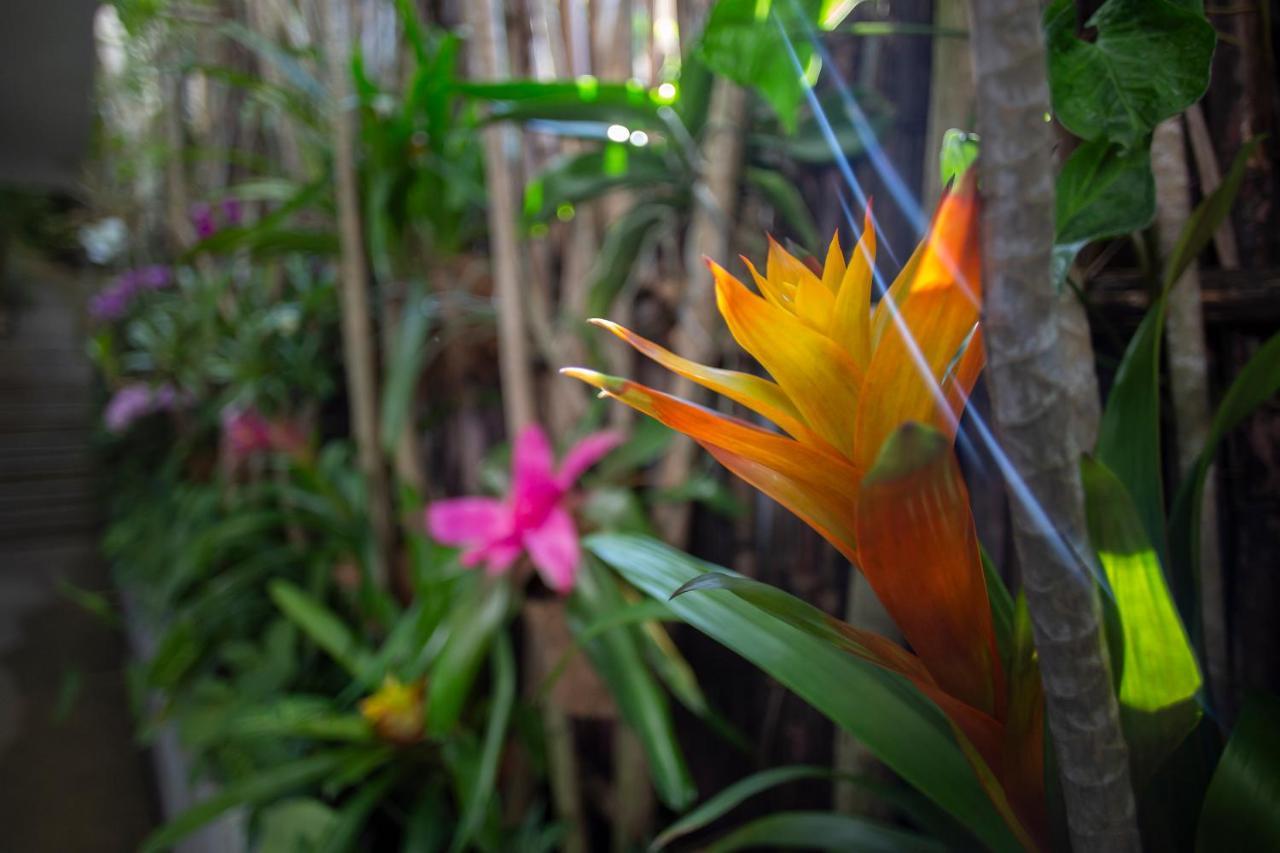 Anjali Casa Divina Hotel Sayulita