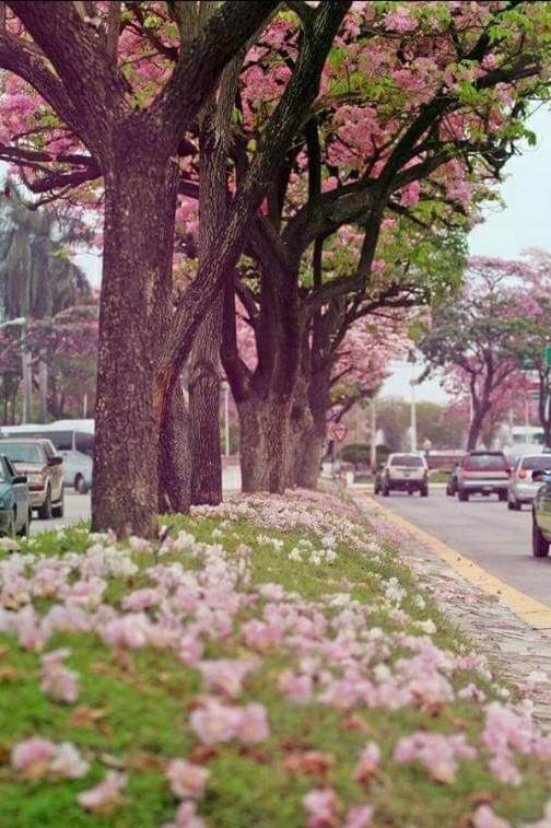Riviera Ciudad Valles