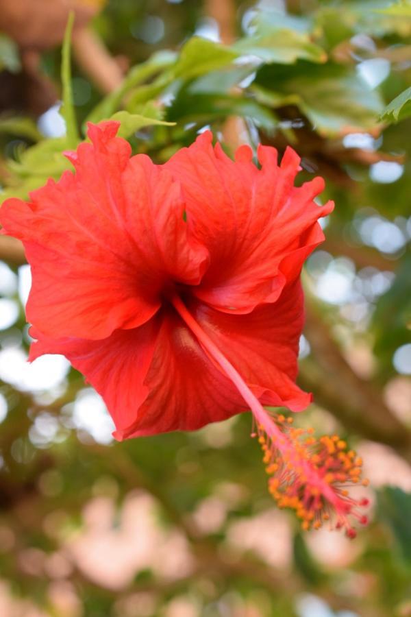Bed & Breakfast Beach House Luxury Vacation - Paradise Has 2 Private Master Suites Ocean & Garden View *