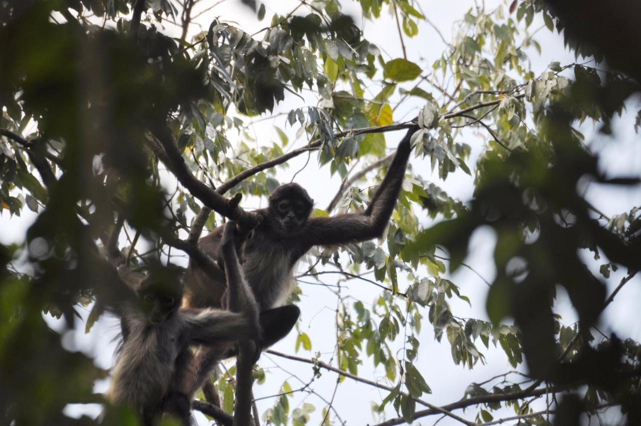 Hotel Jolie Jungle Eco (adults Only) 3*