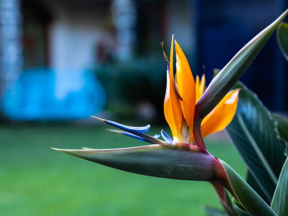 Inn Colibri Turquesa