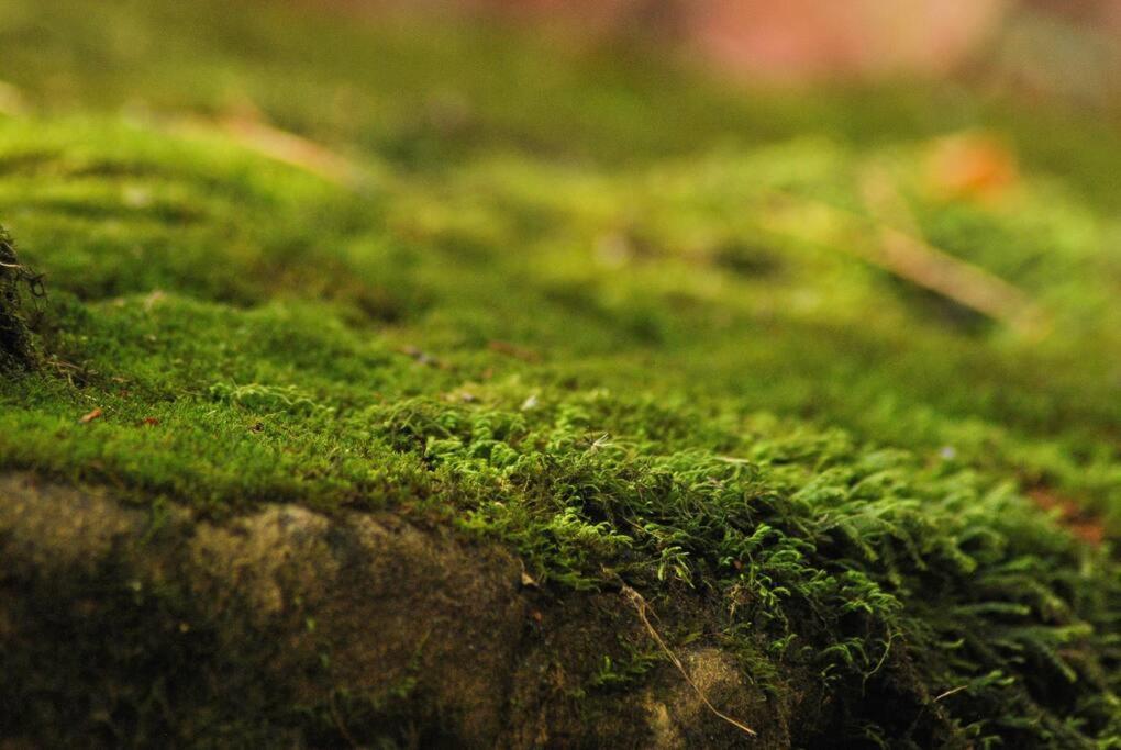 Casa 4 Estaciones, Coliving & Nature Hostel *
