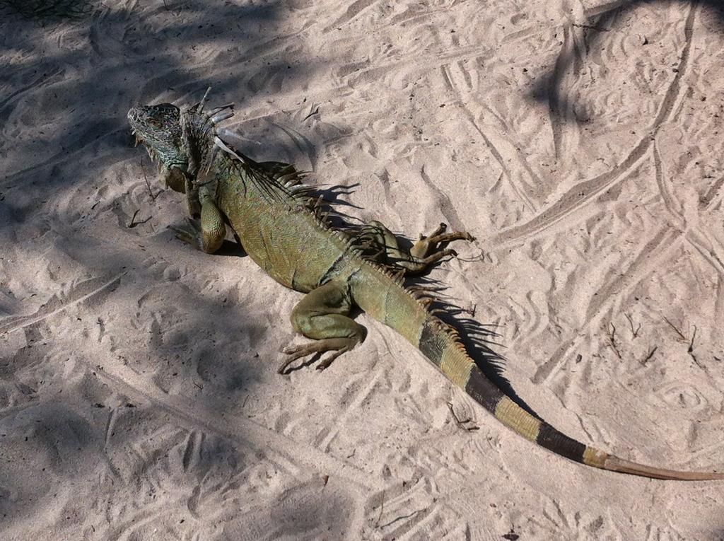 Playa Calli 3* Zihuatanejo