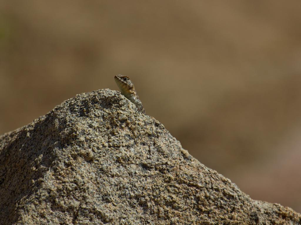 Encuentro Guadalupe