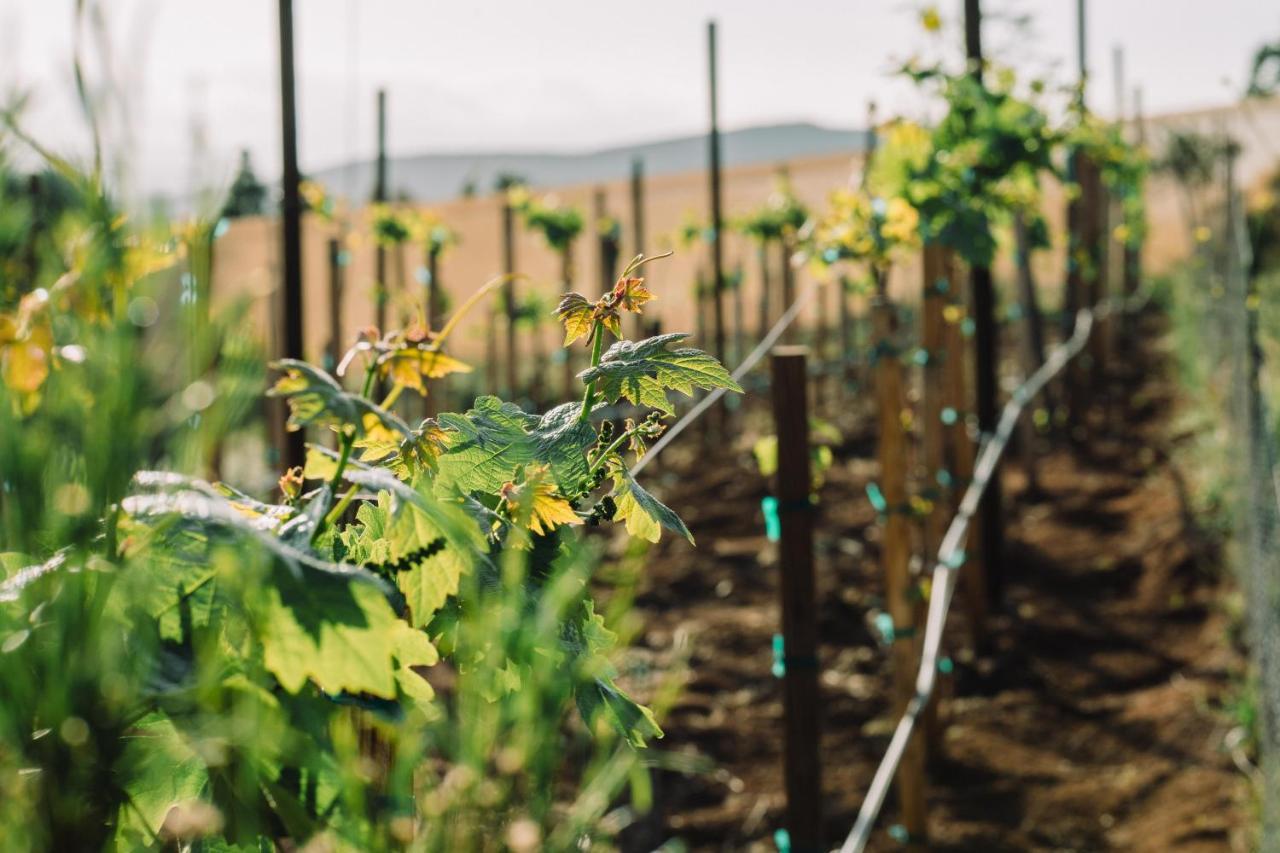 Quinta Sofia (adults Only) * Valle de Guadalupe