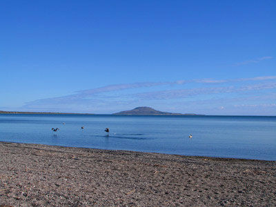Desert Loreto