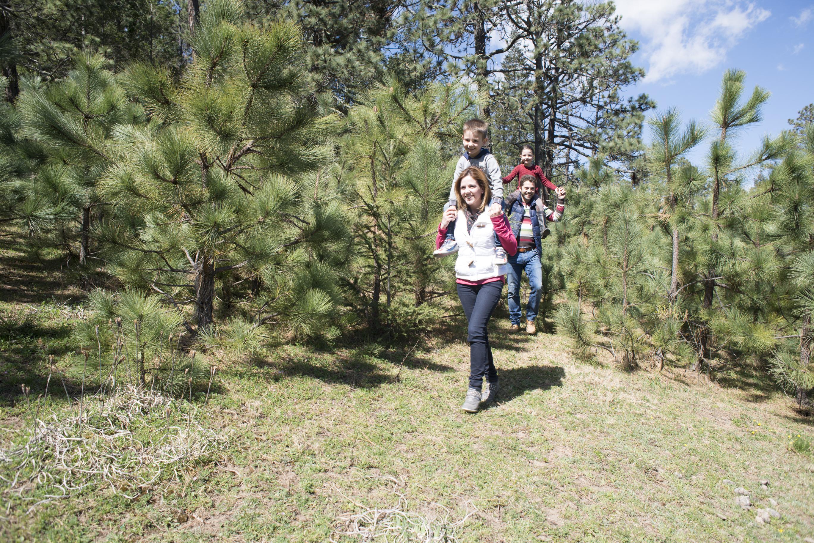 Hotel Bosques De Monterreal 5*