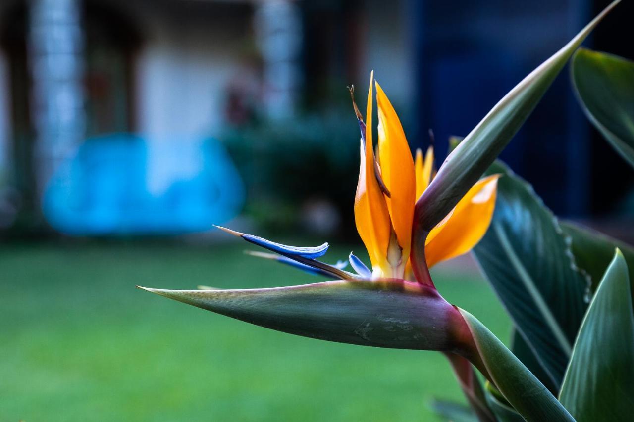 Colibri Turquesa