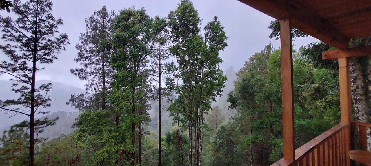 En El Bosque De San Jose Del Pacifico *