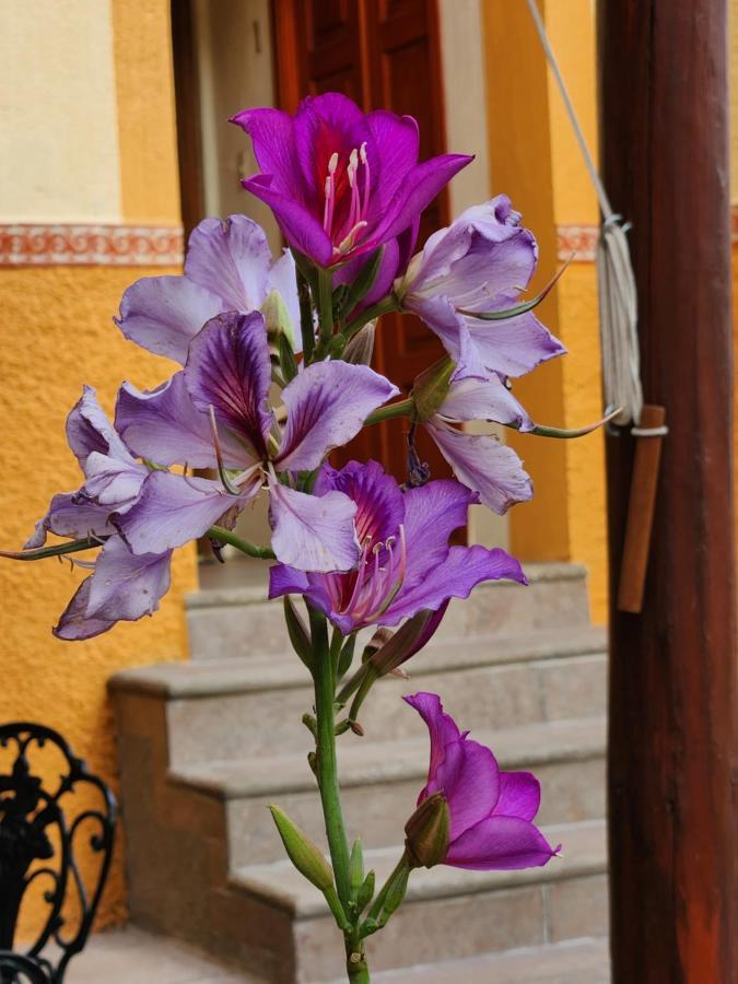Casita Privada Del Chan Homestay Guanajuato