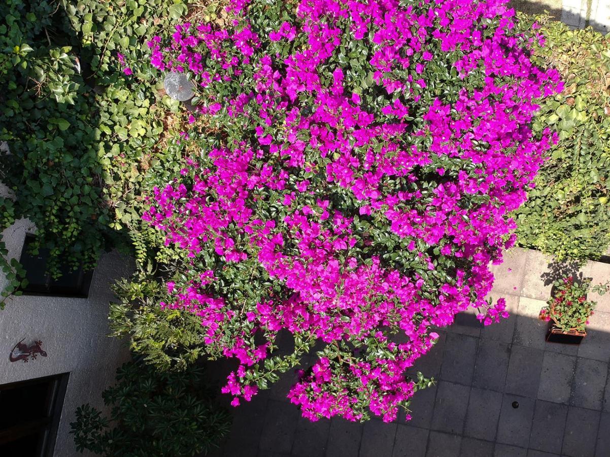 Meztli: Casa Boutique & 4* Mexico City