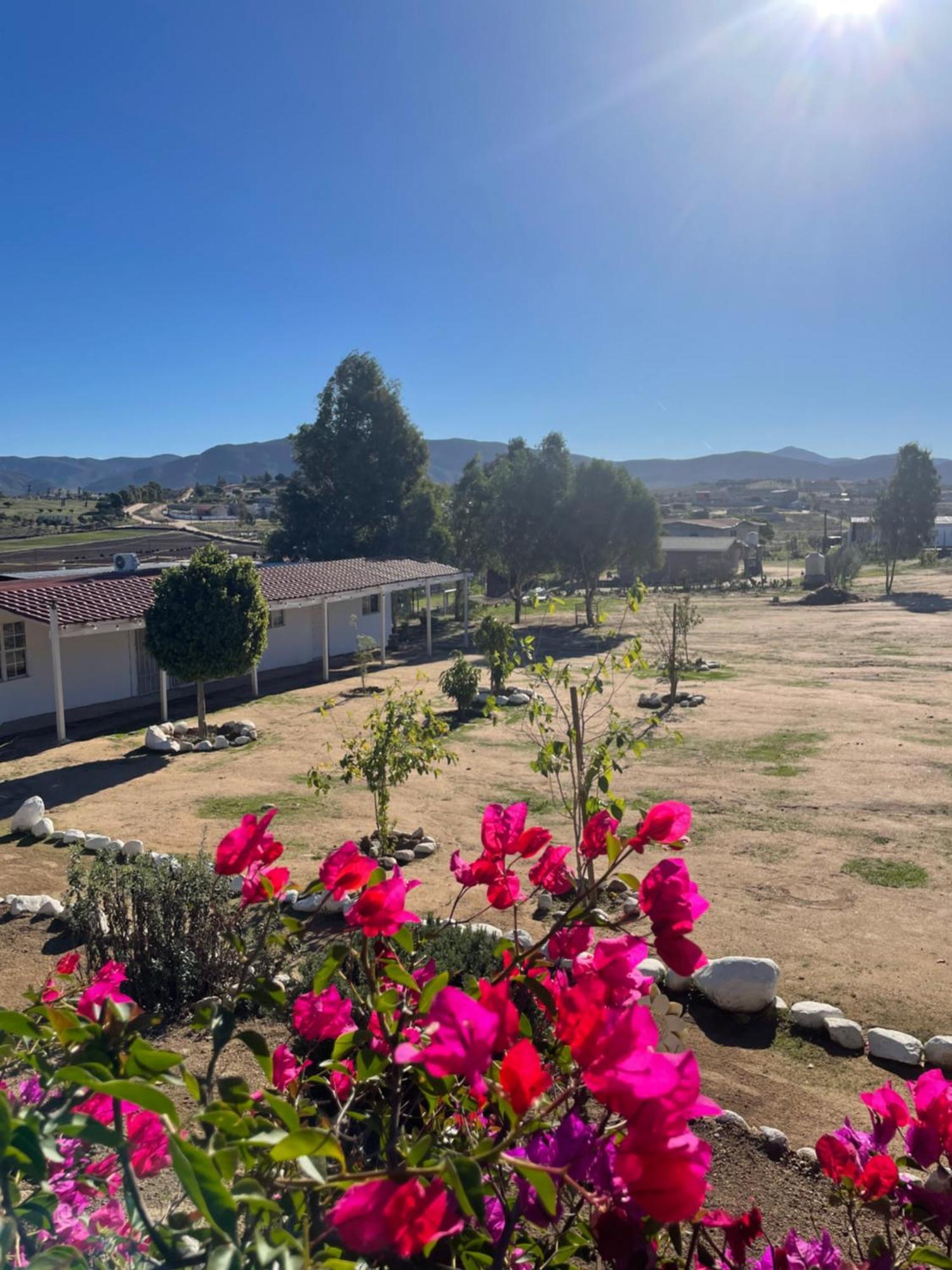 Rositas Valle de Guadalupe