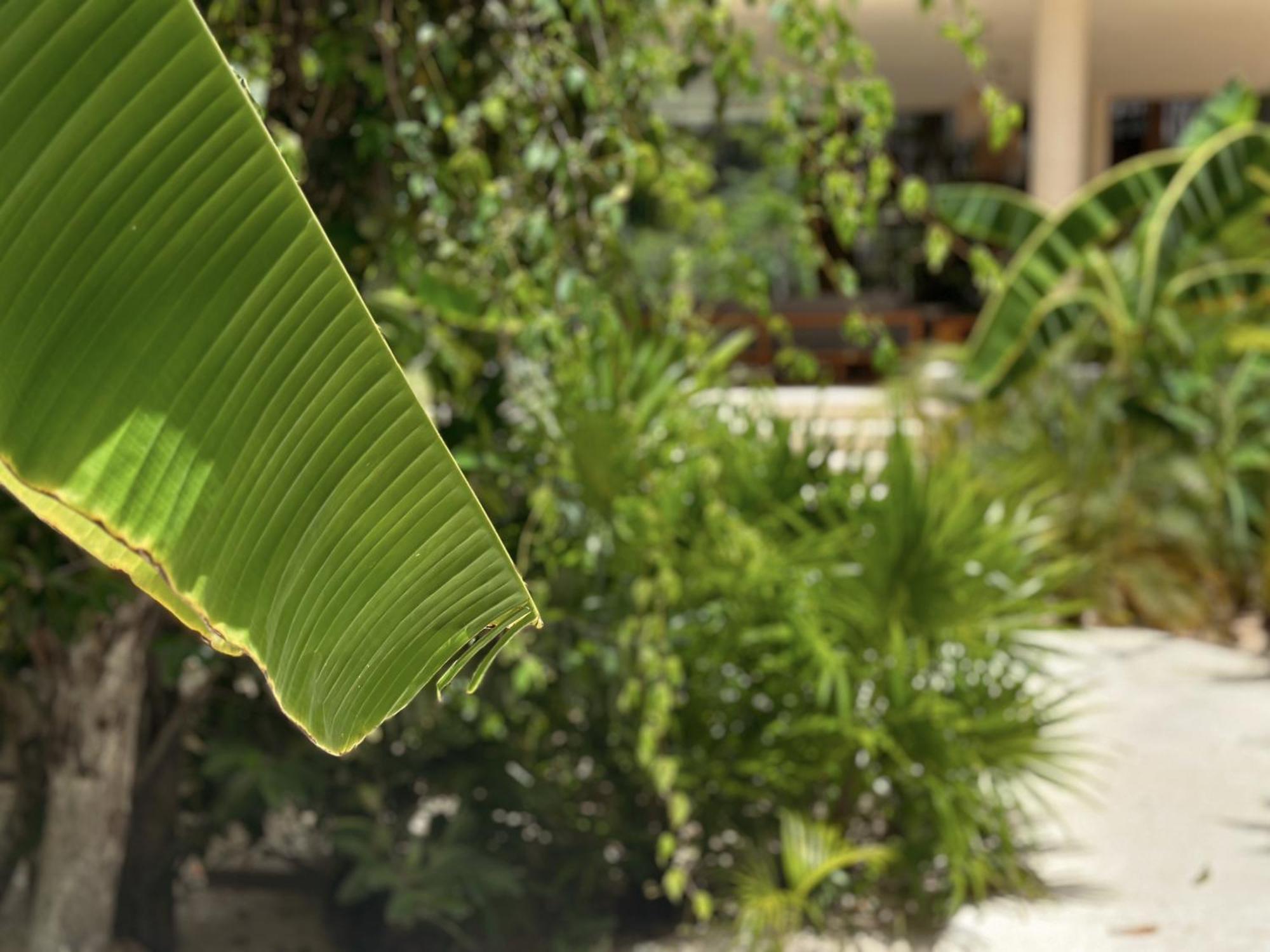 Ophelia Tulum Condo In Aldea Zama Aparthotel *
