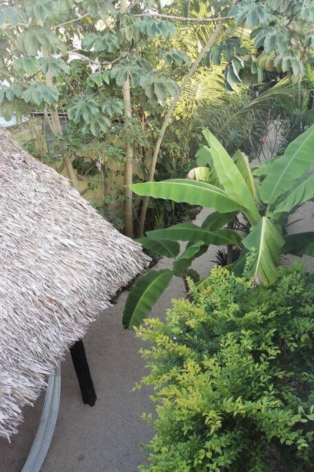 Jungla Bacalar