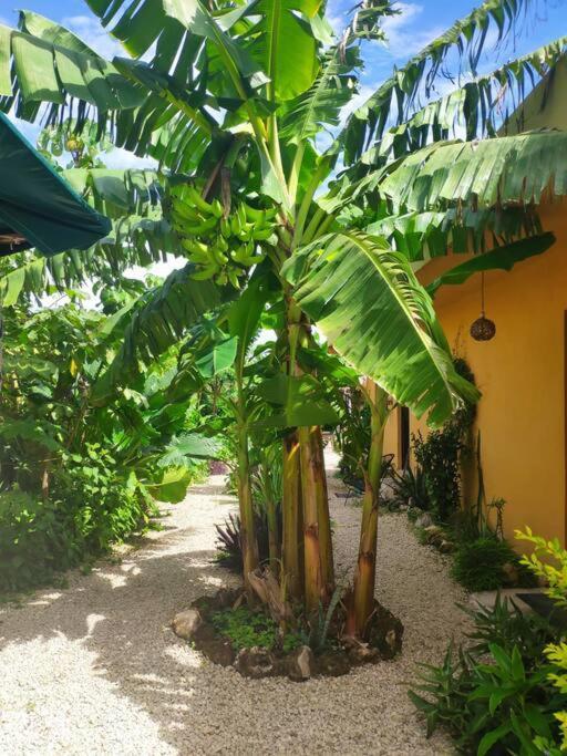 Apartment Jungla