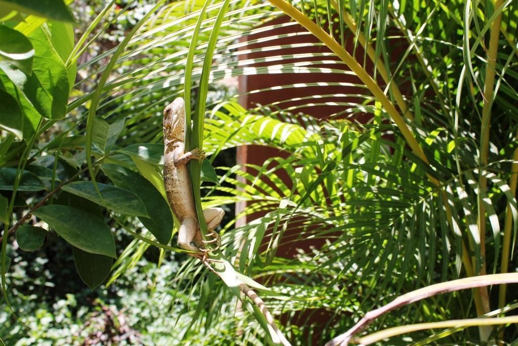 Las Flores Hotel Mazunte