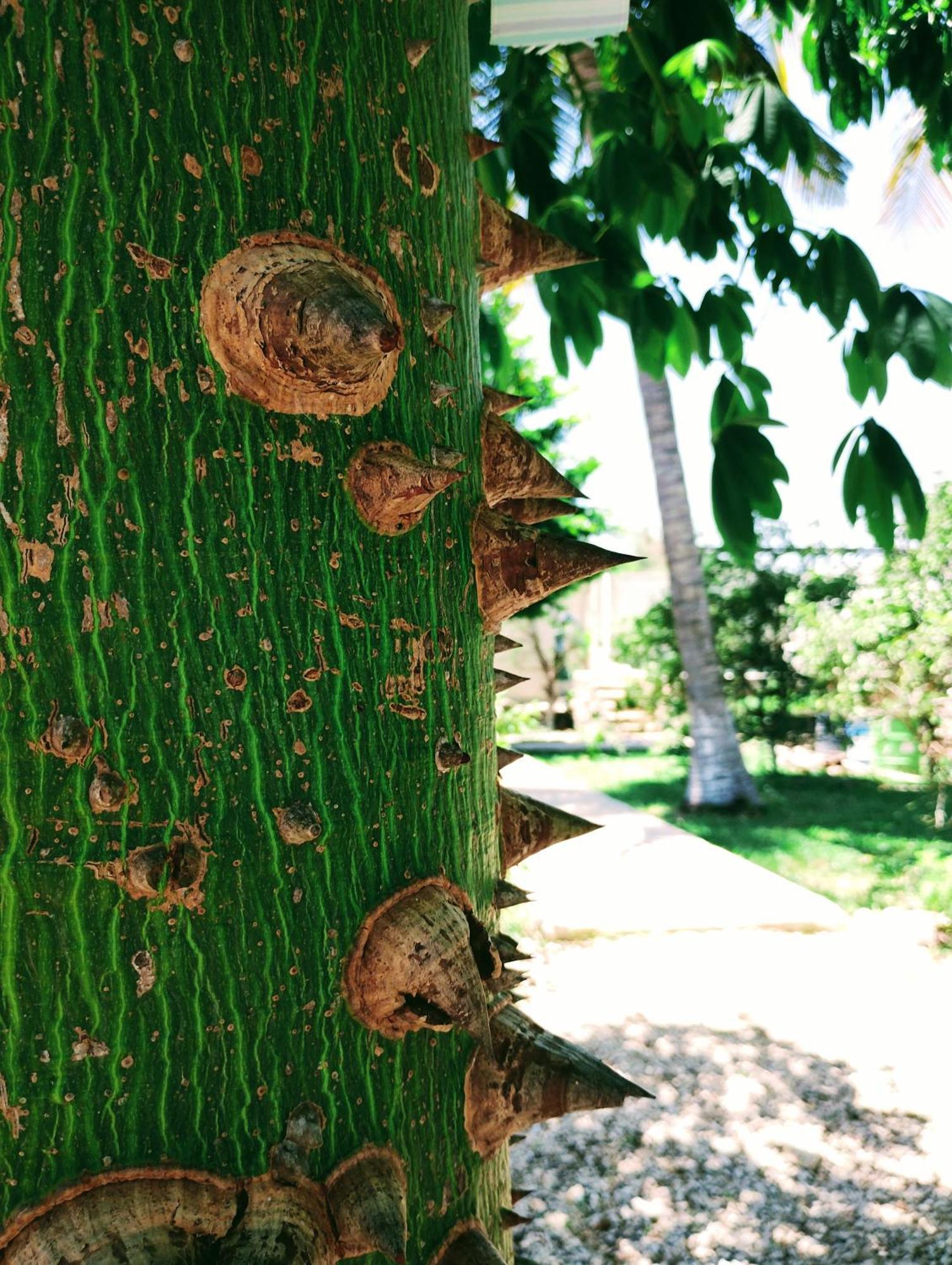 Hotel Y Museo Aldea Maya Toktli Origenes - Village, Alberca, Wifi Starlink, Tour Museo *