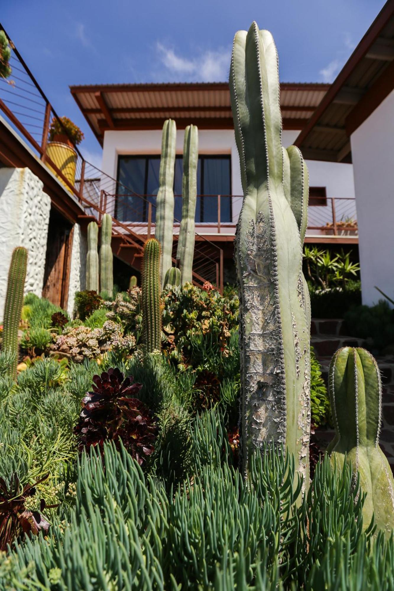 Native Rosarito