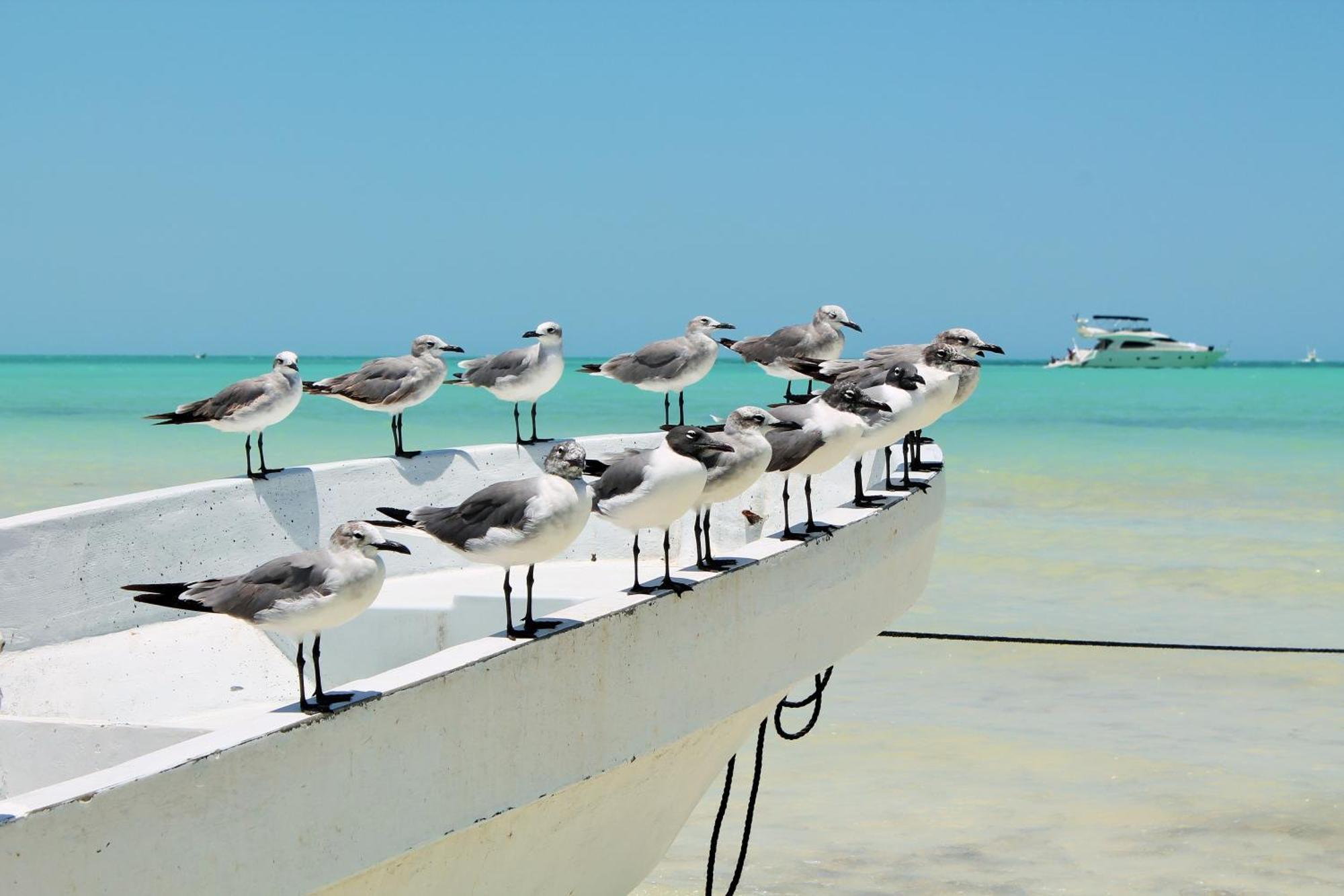 El Corazon Boutique - Adults Only With Club Pass Included Hotel Isla Holbox