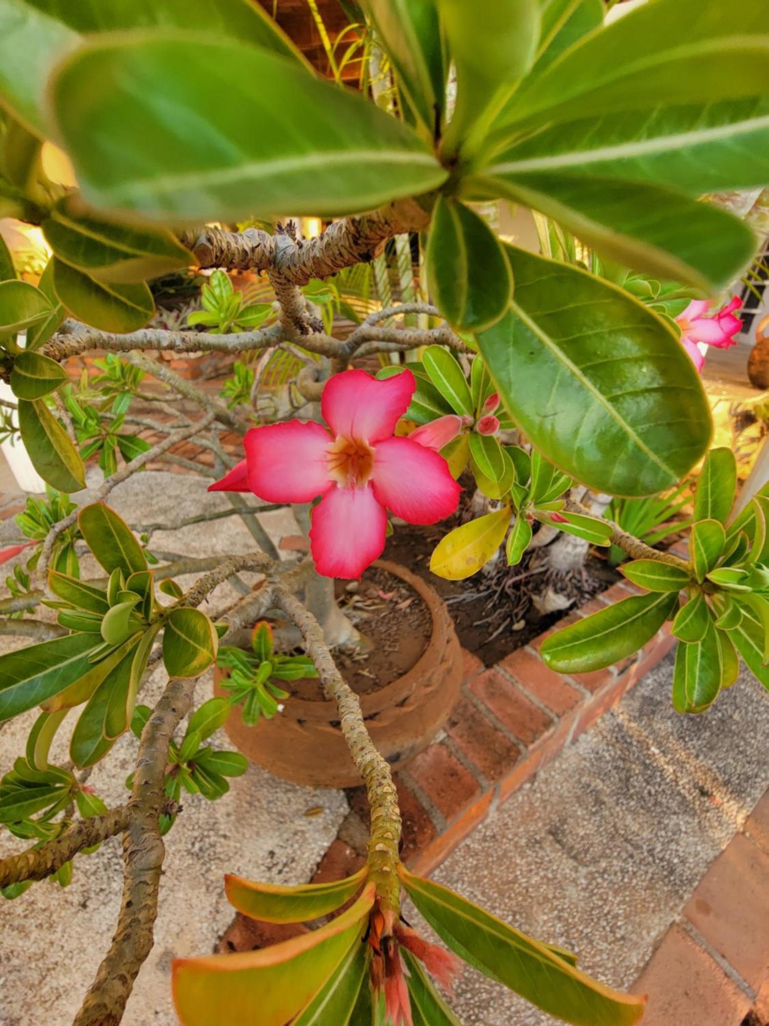 Jardin Del Mar Hotel La Cruz de Huanacaxtle