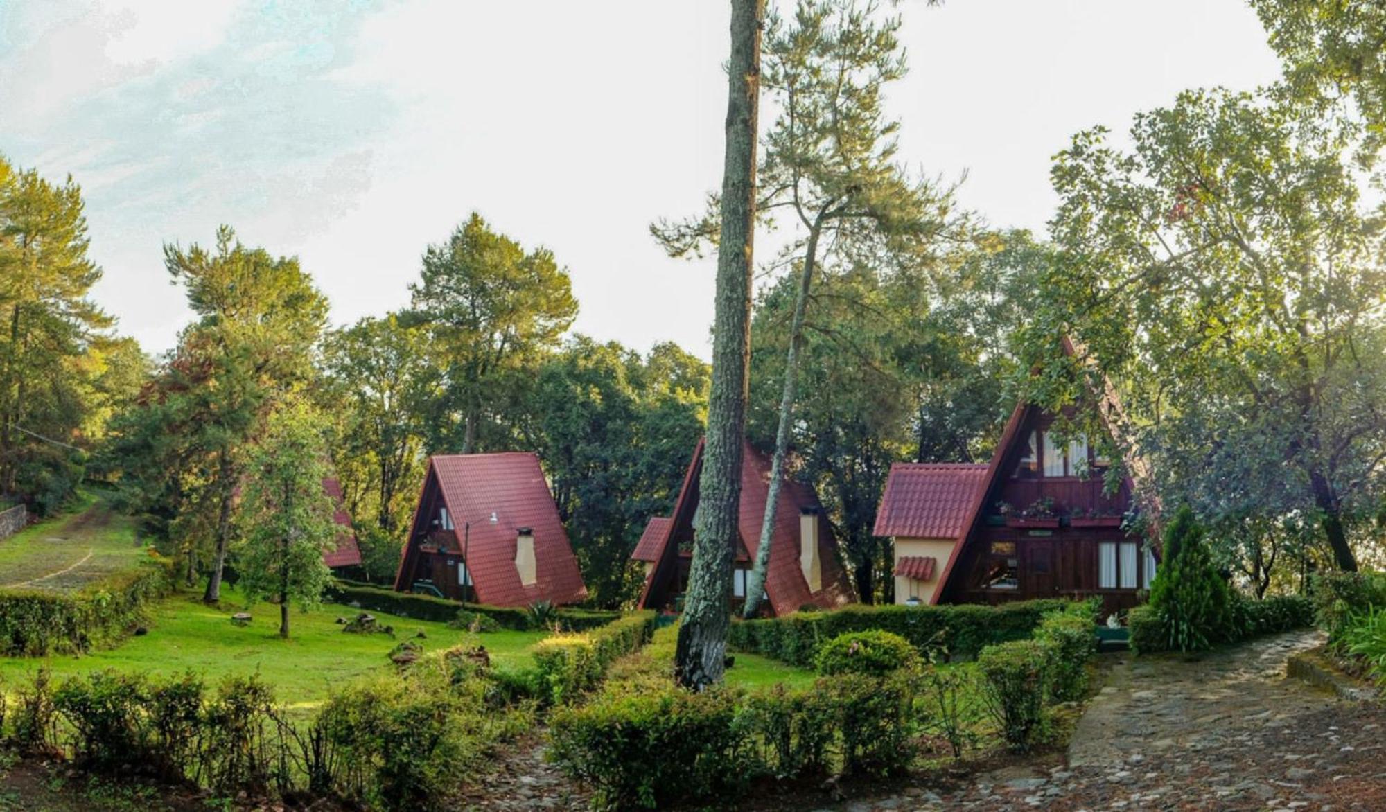 Forest And 3*