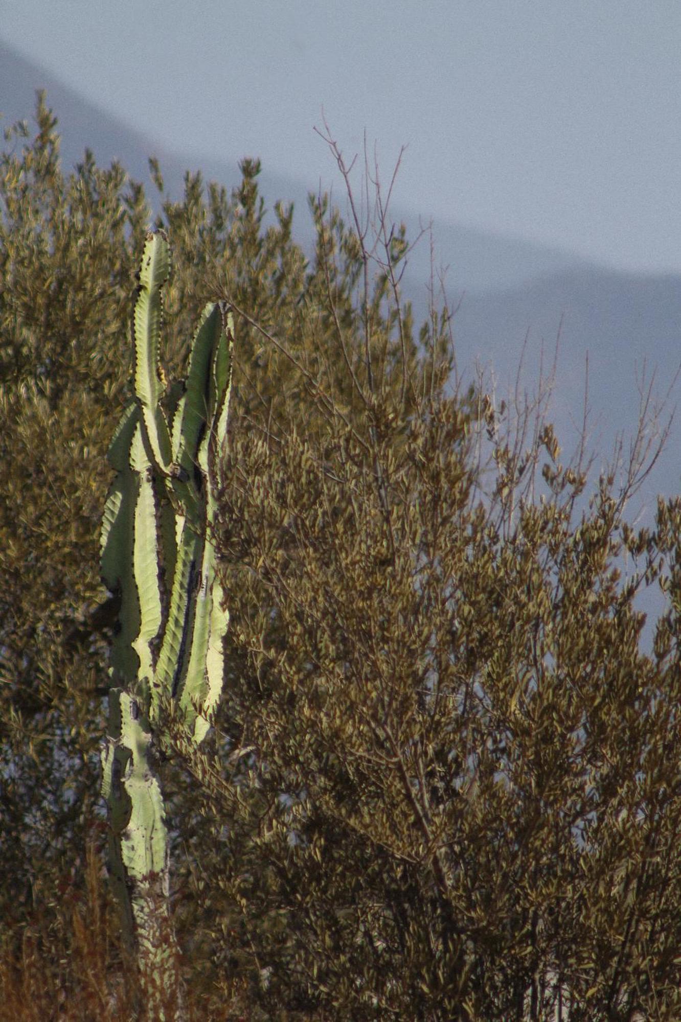 Pulso Valle San Marcos (Baja California)