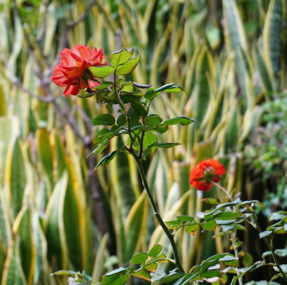 Hacienda Laureles Hotel Oaxaca