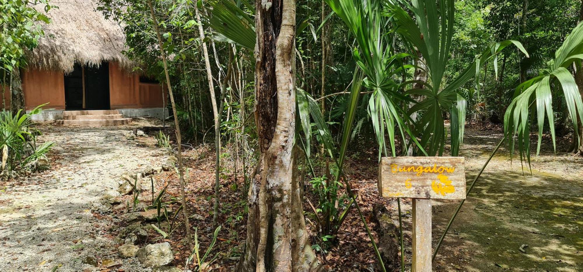 Jolie Jungle Eco (adults Only) Hotel Leona Vicario