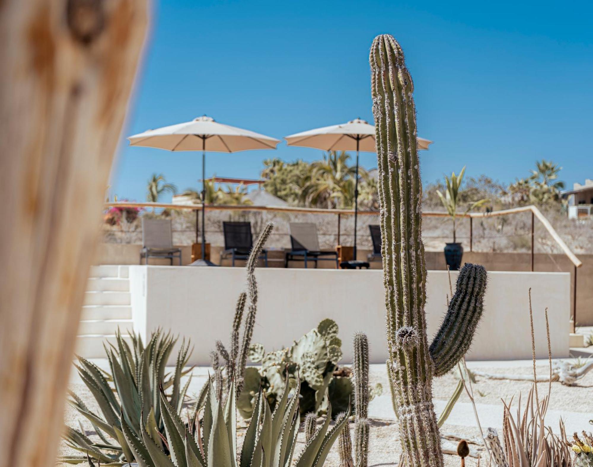 Baja Temple Todos Santos